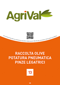 Settore Olive